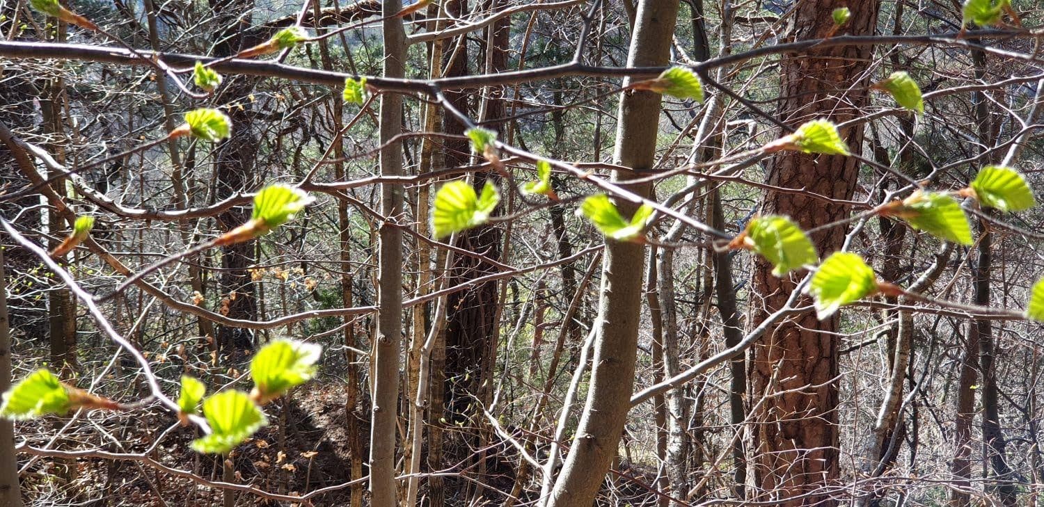 Jong, lichtgroen beukenblad aan takken in het bos