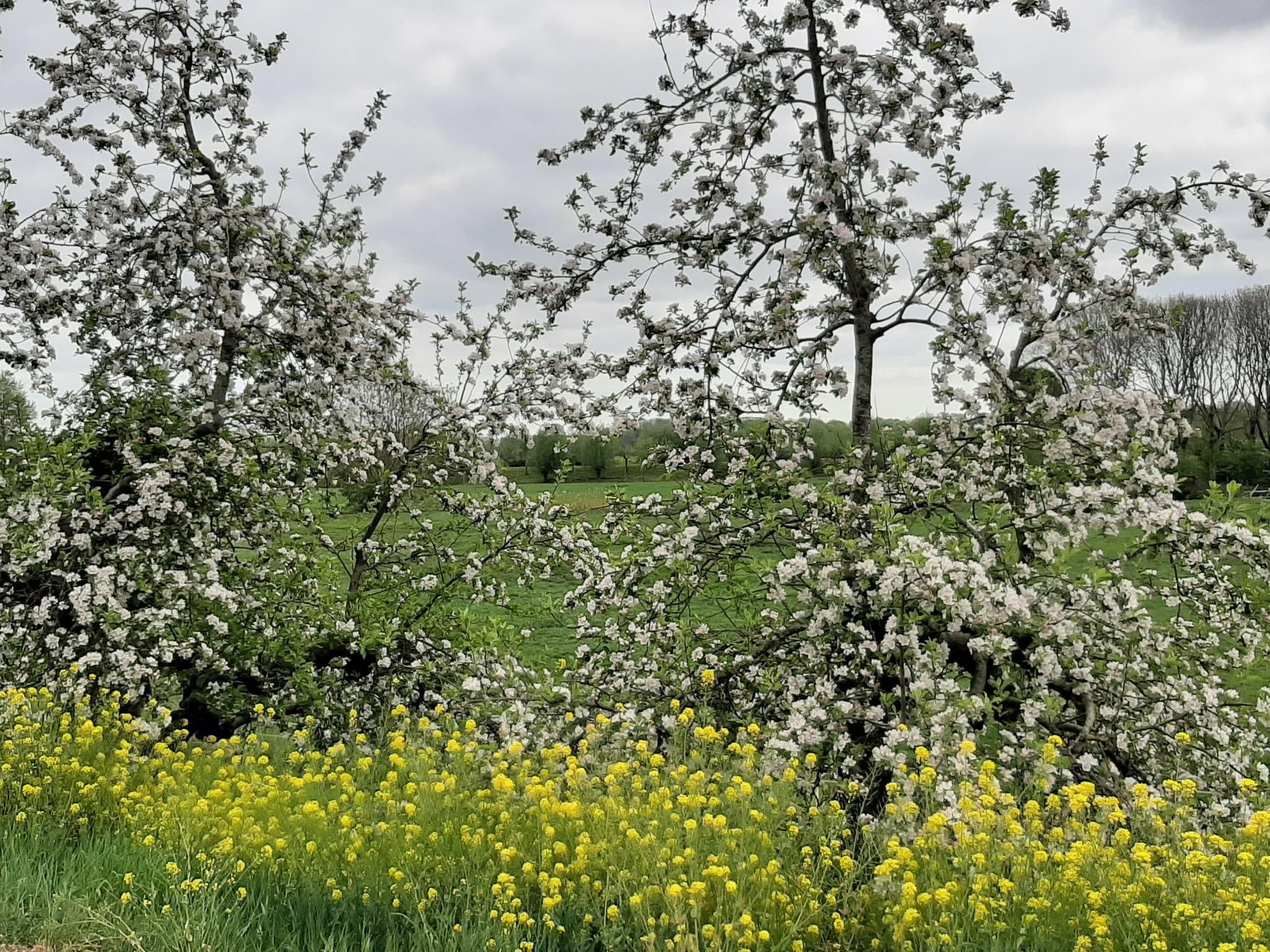 Bloeiende fruitbomen boven een veld met gele bloemen