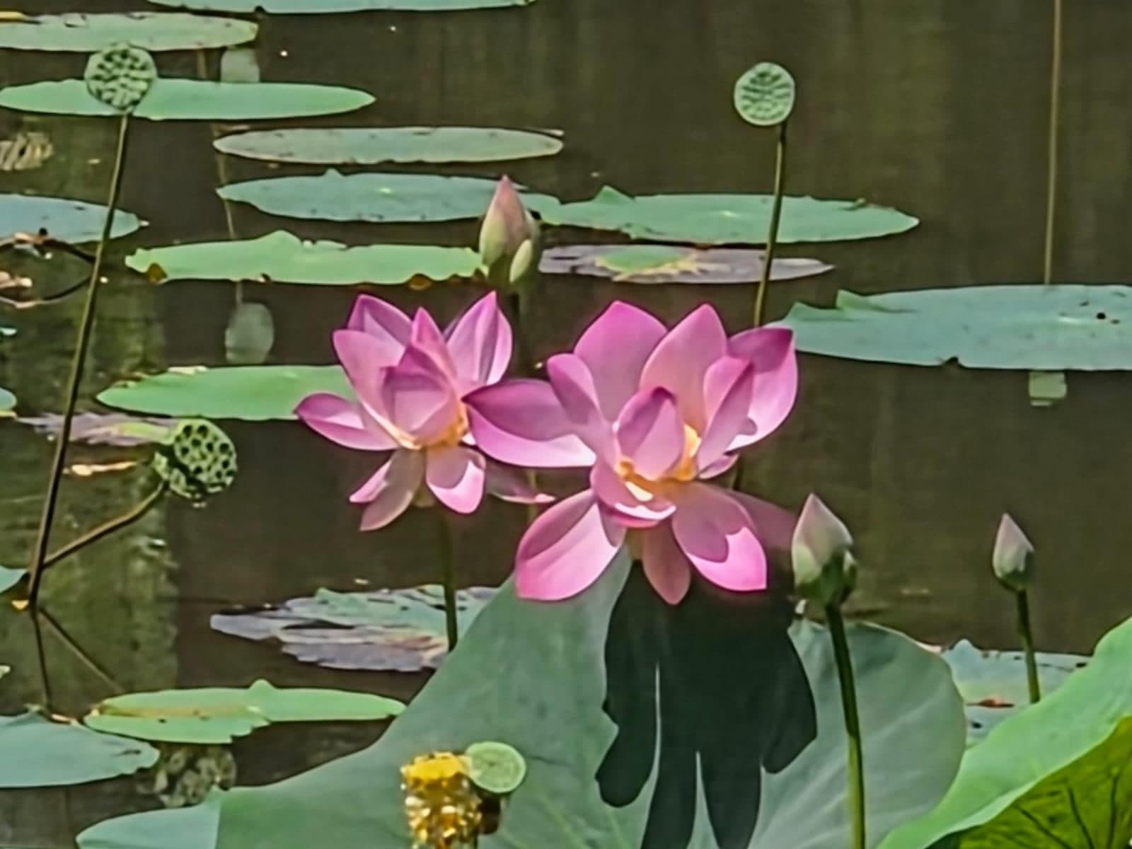 Twee roze lotusbloemen tussen de bladeren op het water