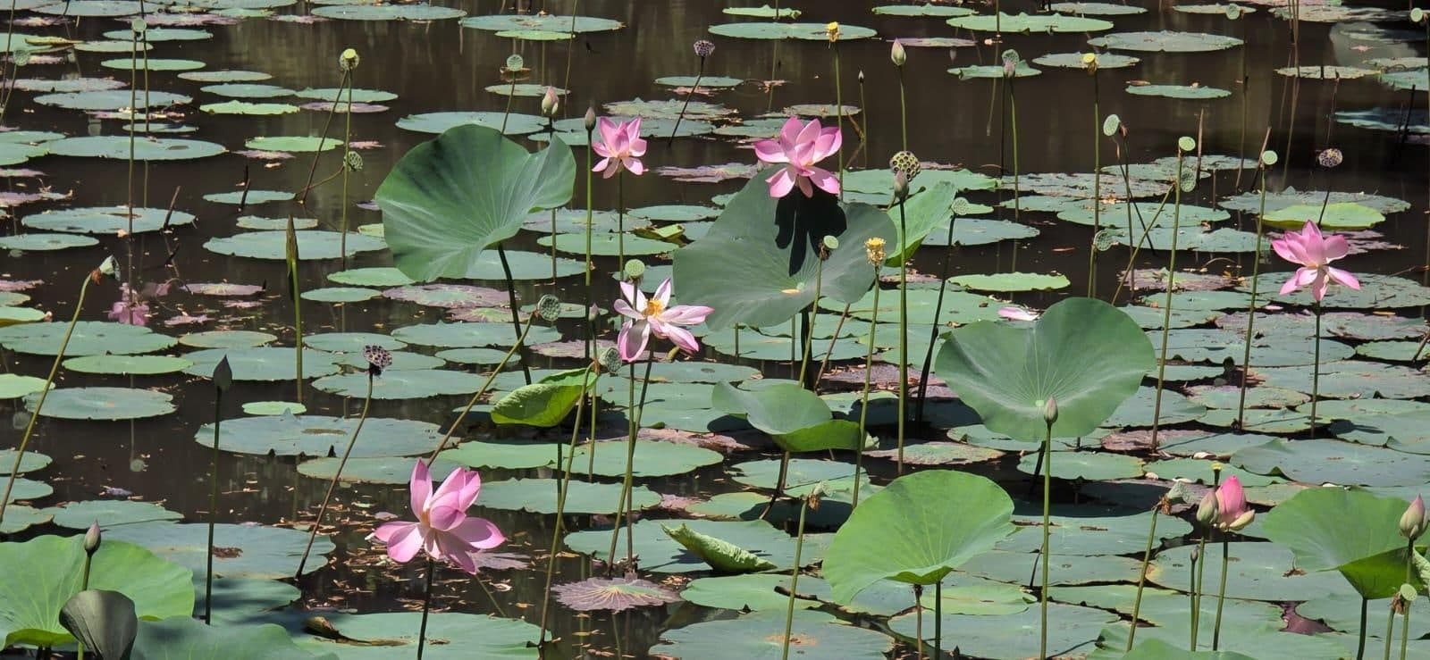 Vijver vol lotusbladeren met roze lotusbloemen